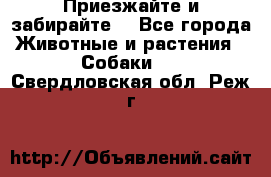 Приезжайте и забирайте. - Все города Животные и растения » Собаки   . Свердловская обл.,Реж г.